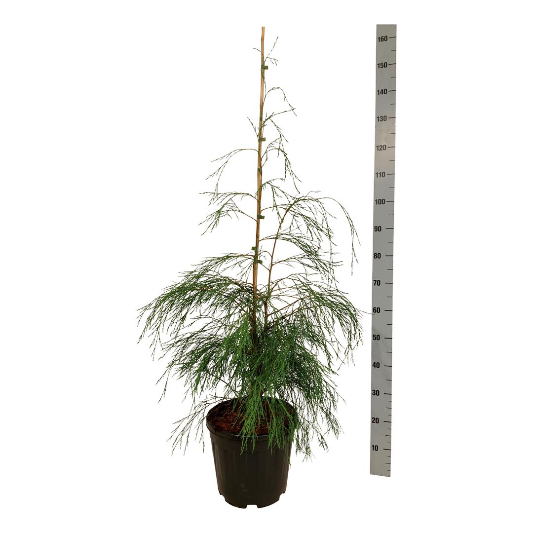Ädelcypress l. &