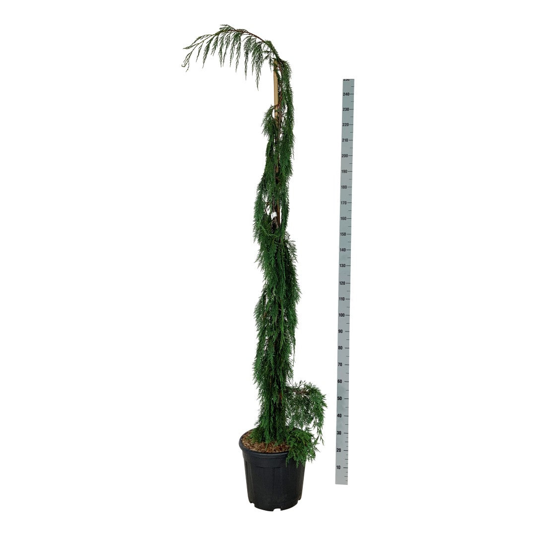 Ädelcypress n. &