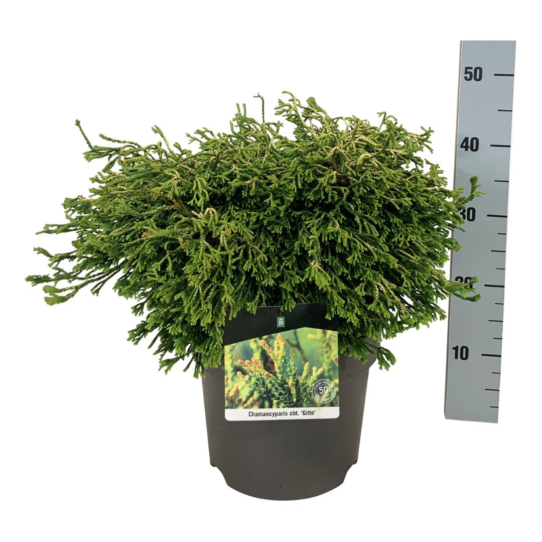 Ädelcypress o. &