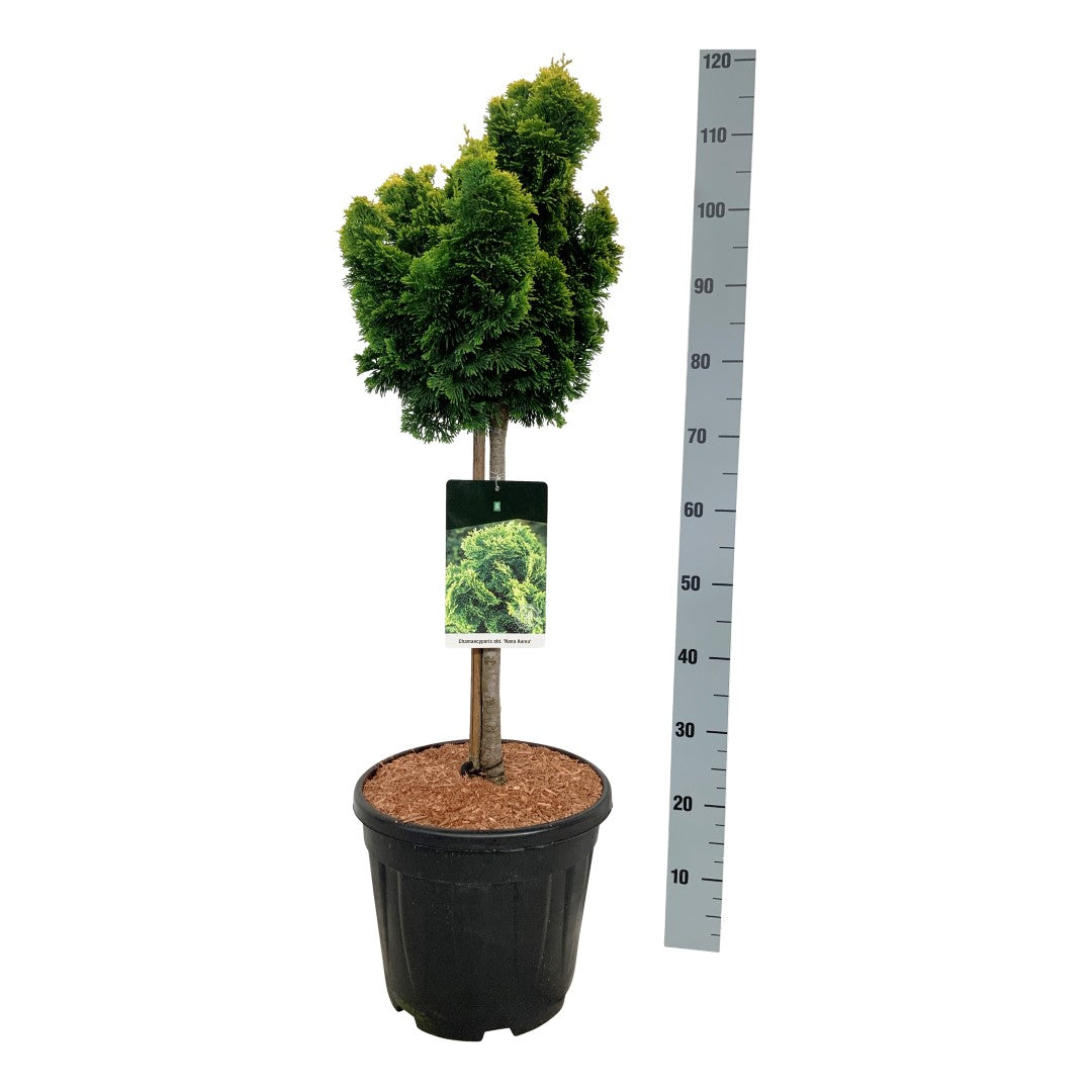Ädelcypress o. &