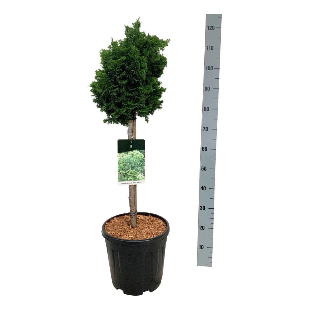 Ädelcypress o. &