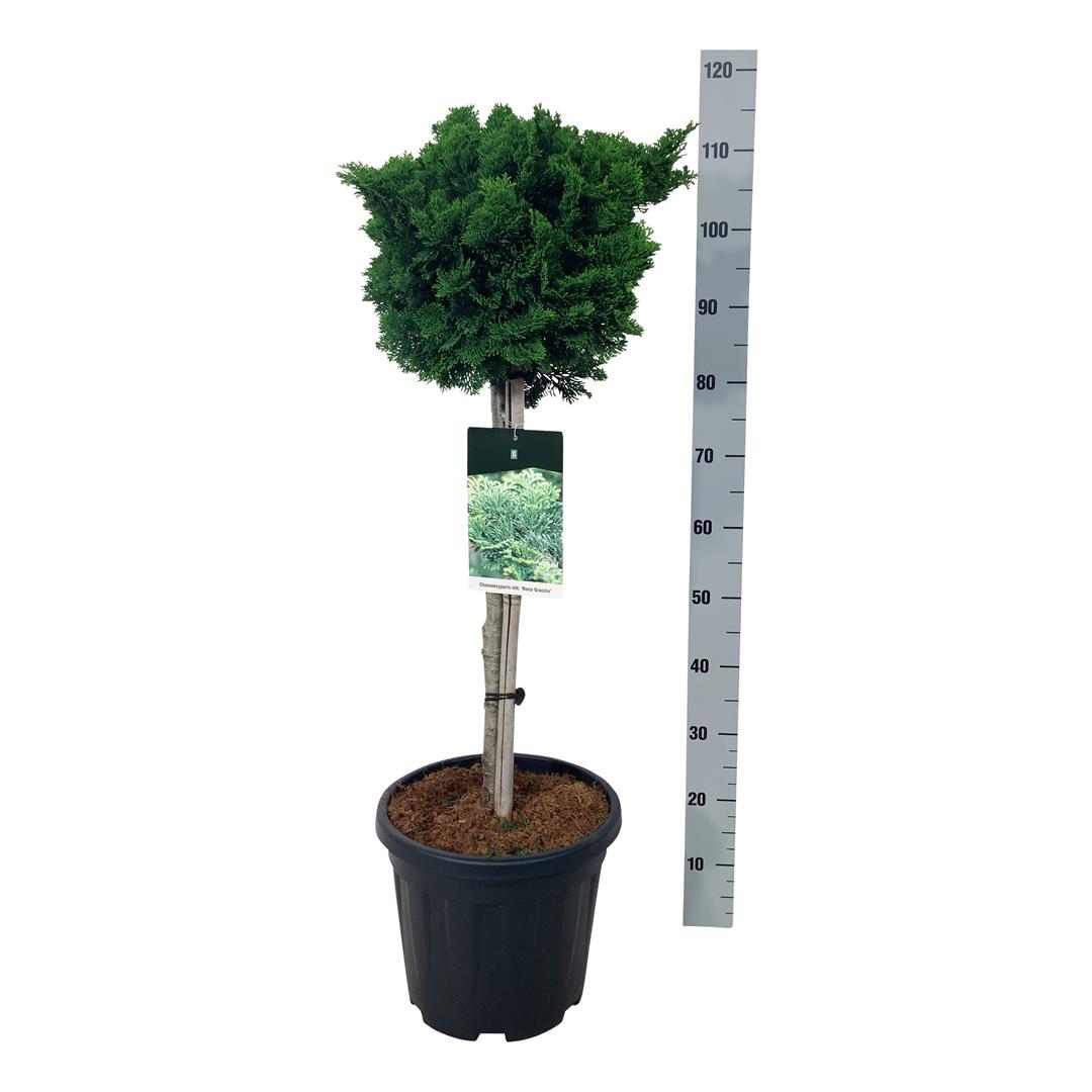 Ädelcypress o. &