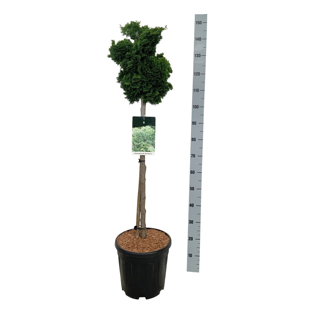 Ädelcypress o. &