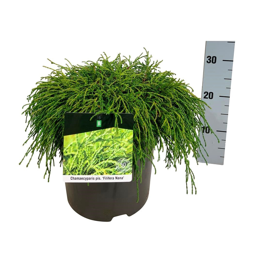 Ädelcypress p. &