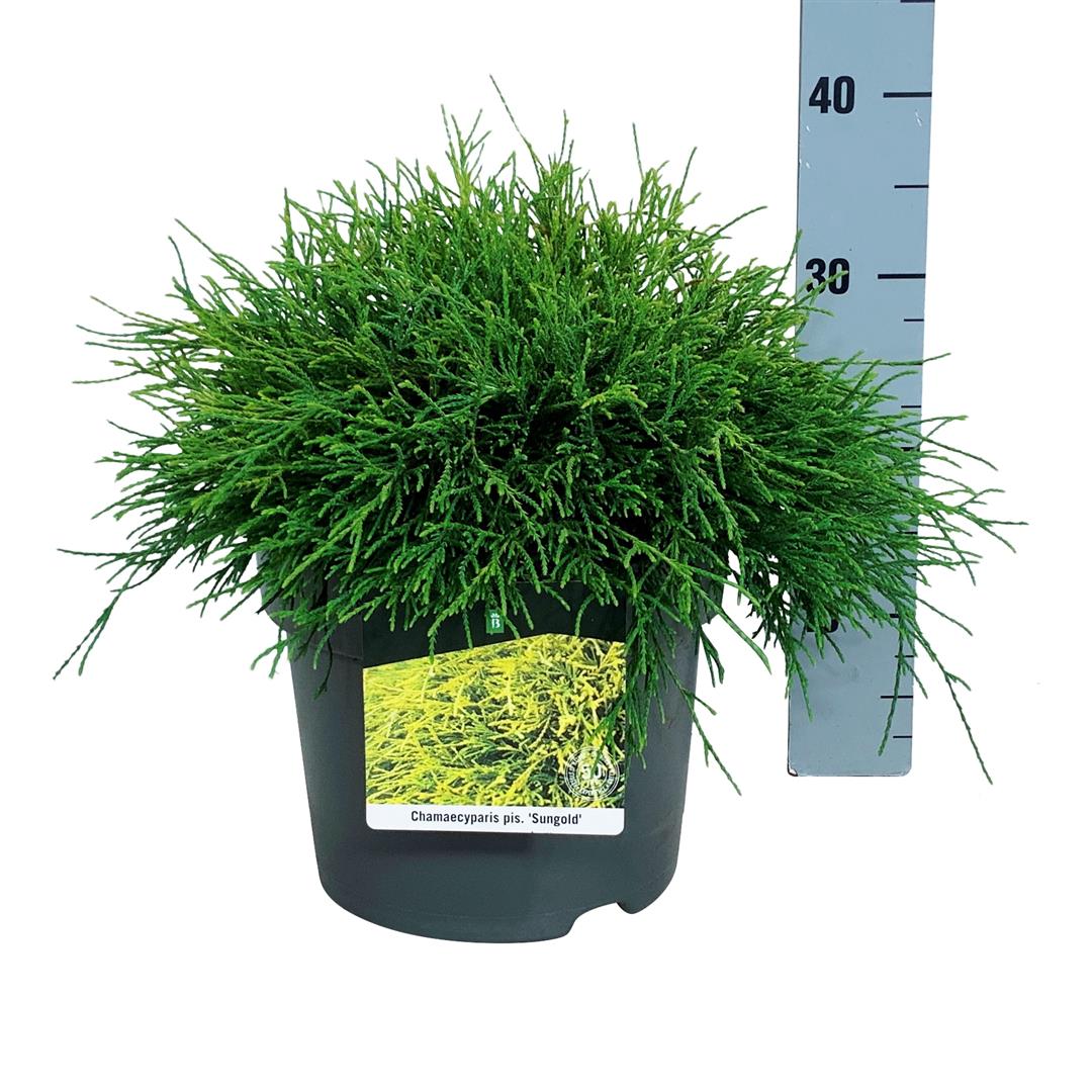 Ädelcypress p. &