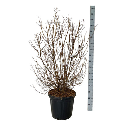 Clethra barbinervis C30 (30 liters kruka) 60-80 cm EXTRA