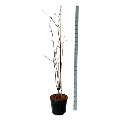 Cladrastis kentukea C30 (30 liters kruka) 175-200 cm Extra