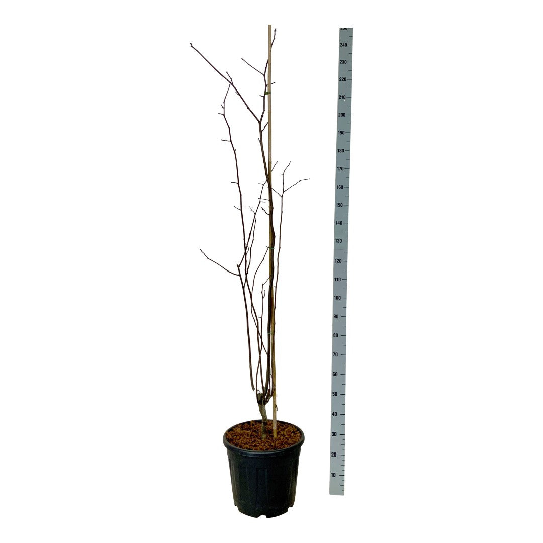 Cladrastis kentukea 150-175 cm C10 (10 liters kruka)