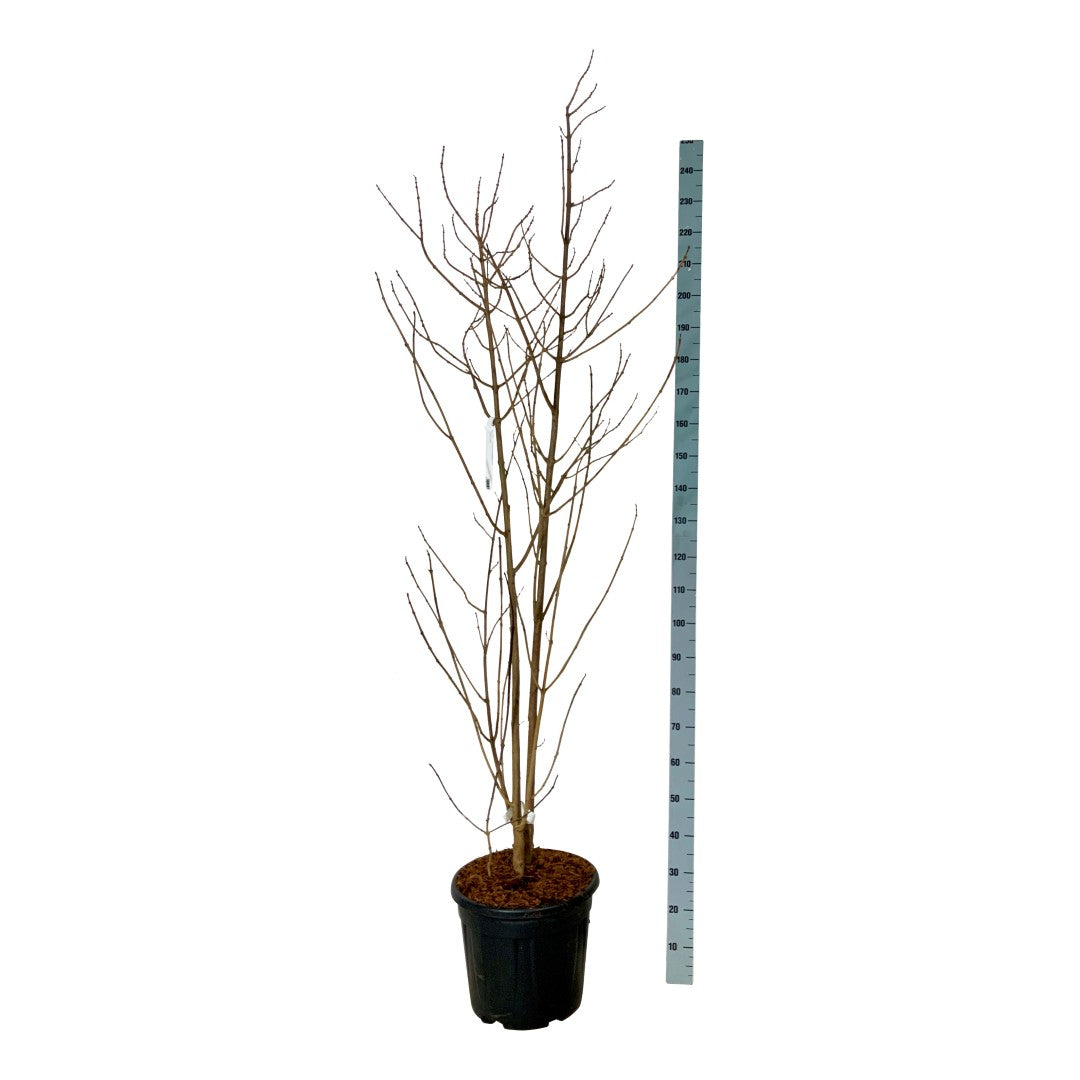 Clerodendrum tricho. fargesii C10 (10 liters kruka) 80-100 cm