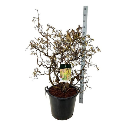 Corylus a. &