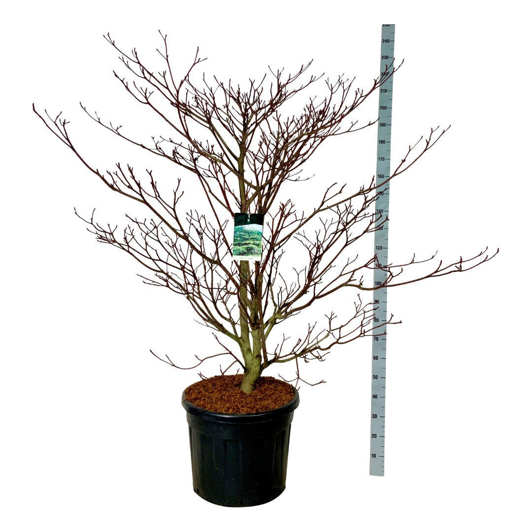 Cornus contr. &