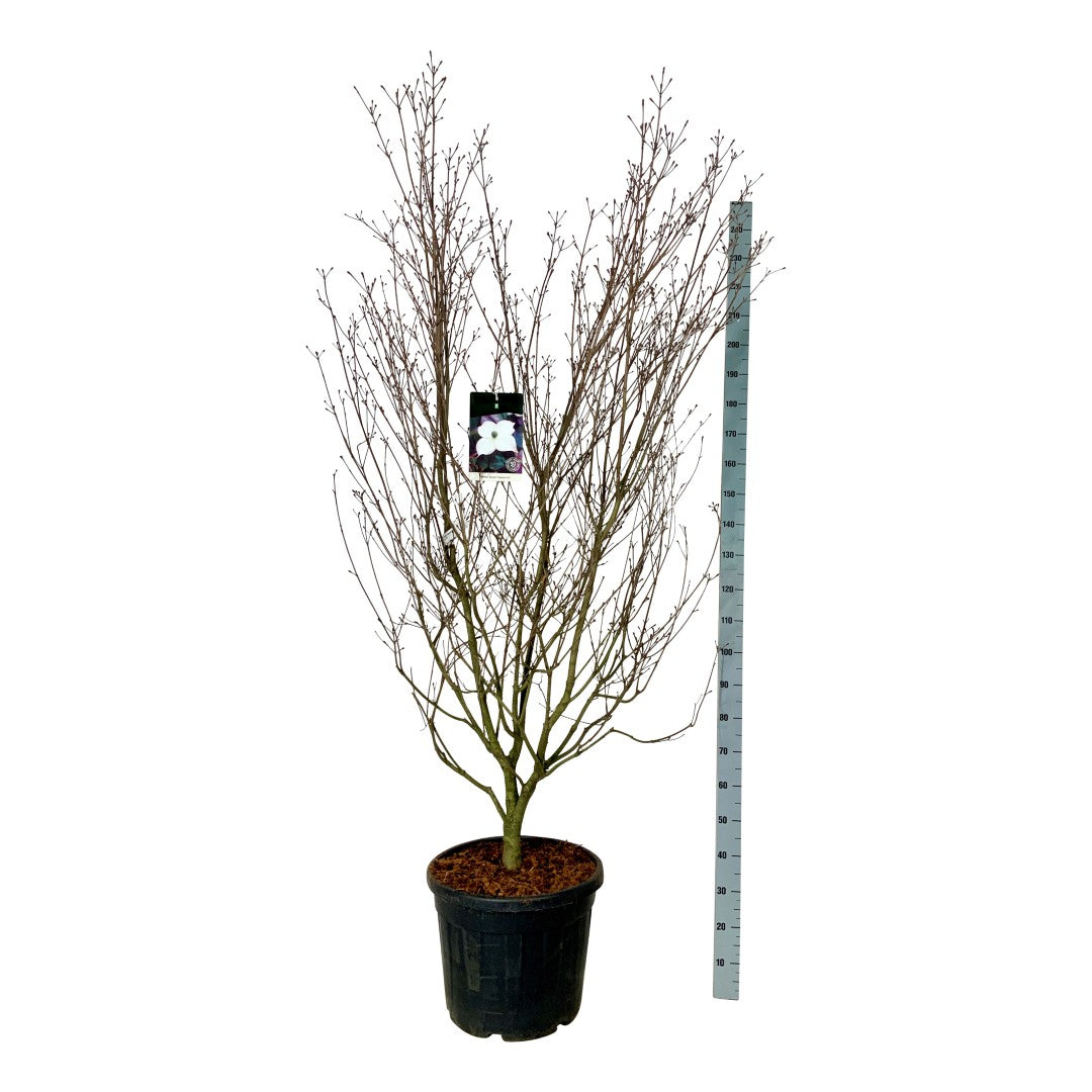 Cornus kousa &