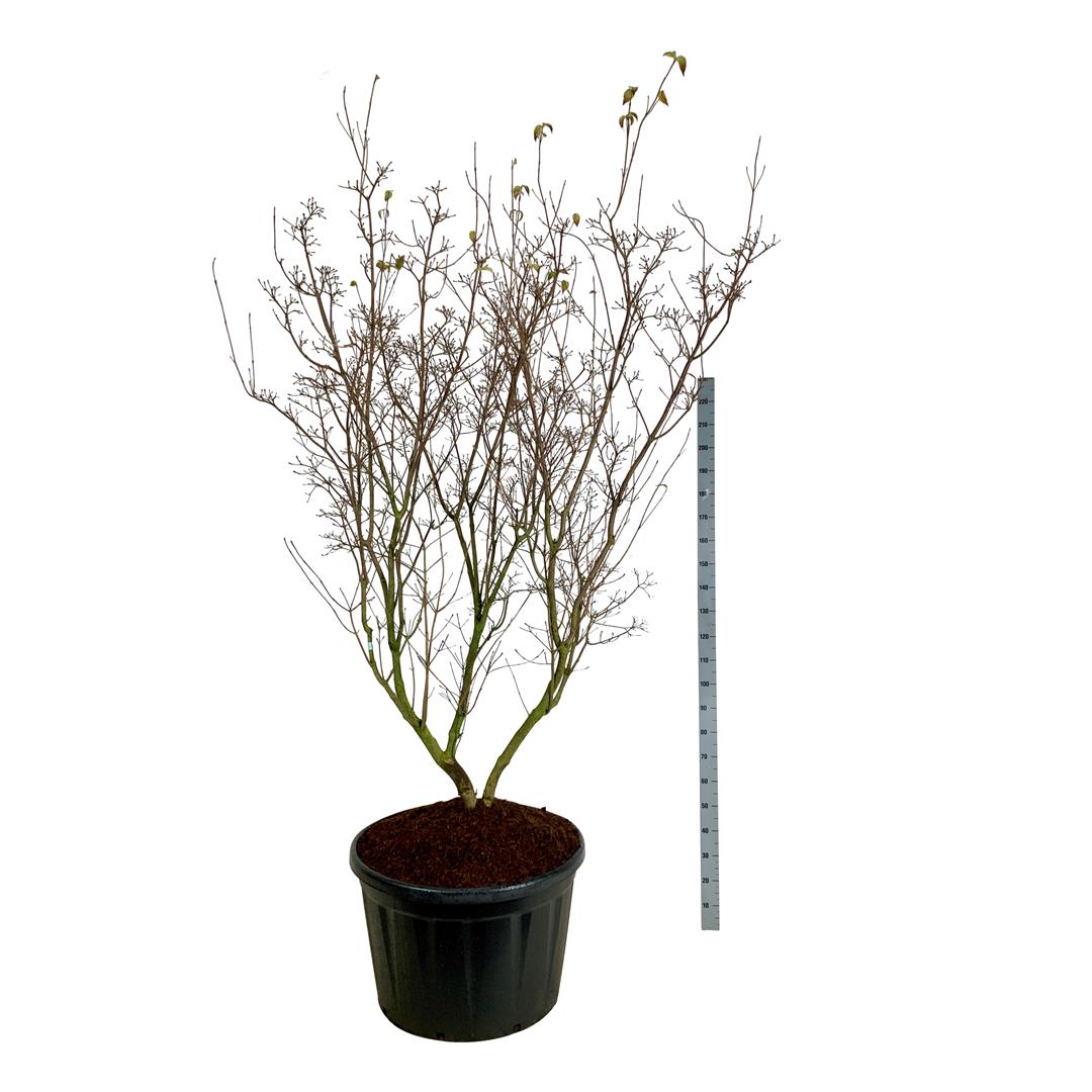 Cornus kousa &