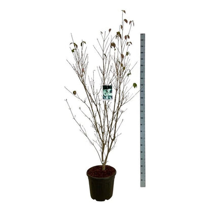Cornus kousa &