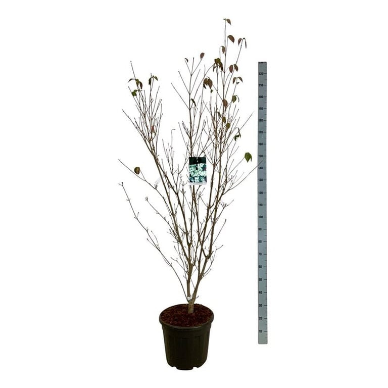Cornus kousa &