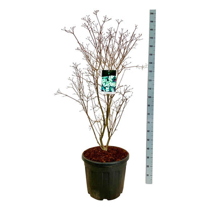 Cornus kousa &
