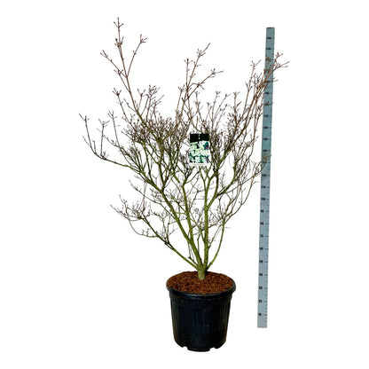 Cornus kousa &