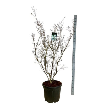 Cornus kousa &