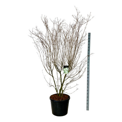 Cornus kousa &
