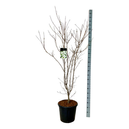 Cornus kousa &