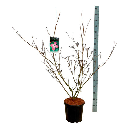Cornus kousa &
