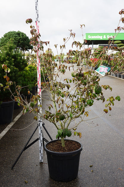 Cornus kousa &
