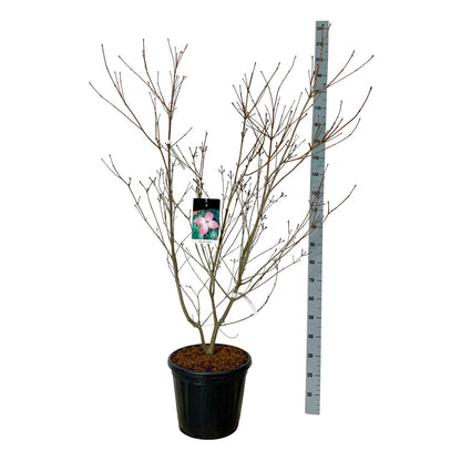Cornus kousa &