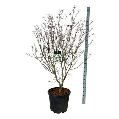 Cornus kousa &