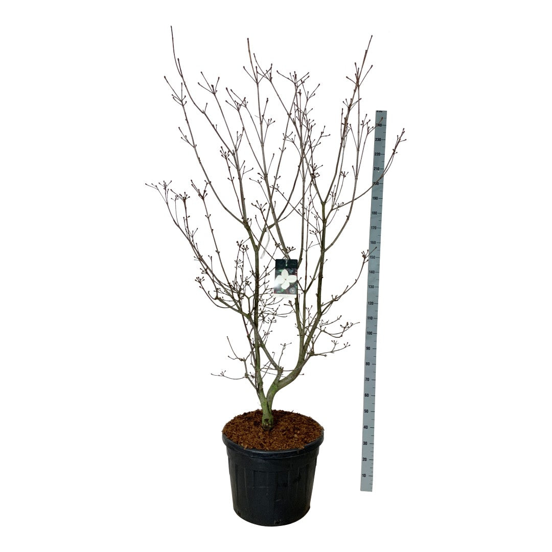Cornus kousa &