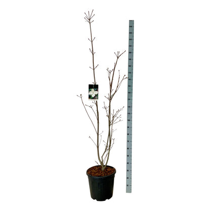 Cornus kousa &