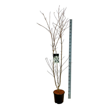 Cornus kousa &