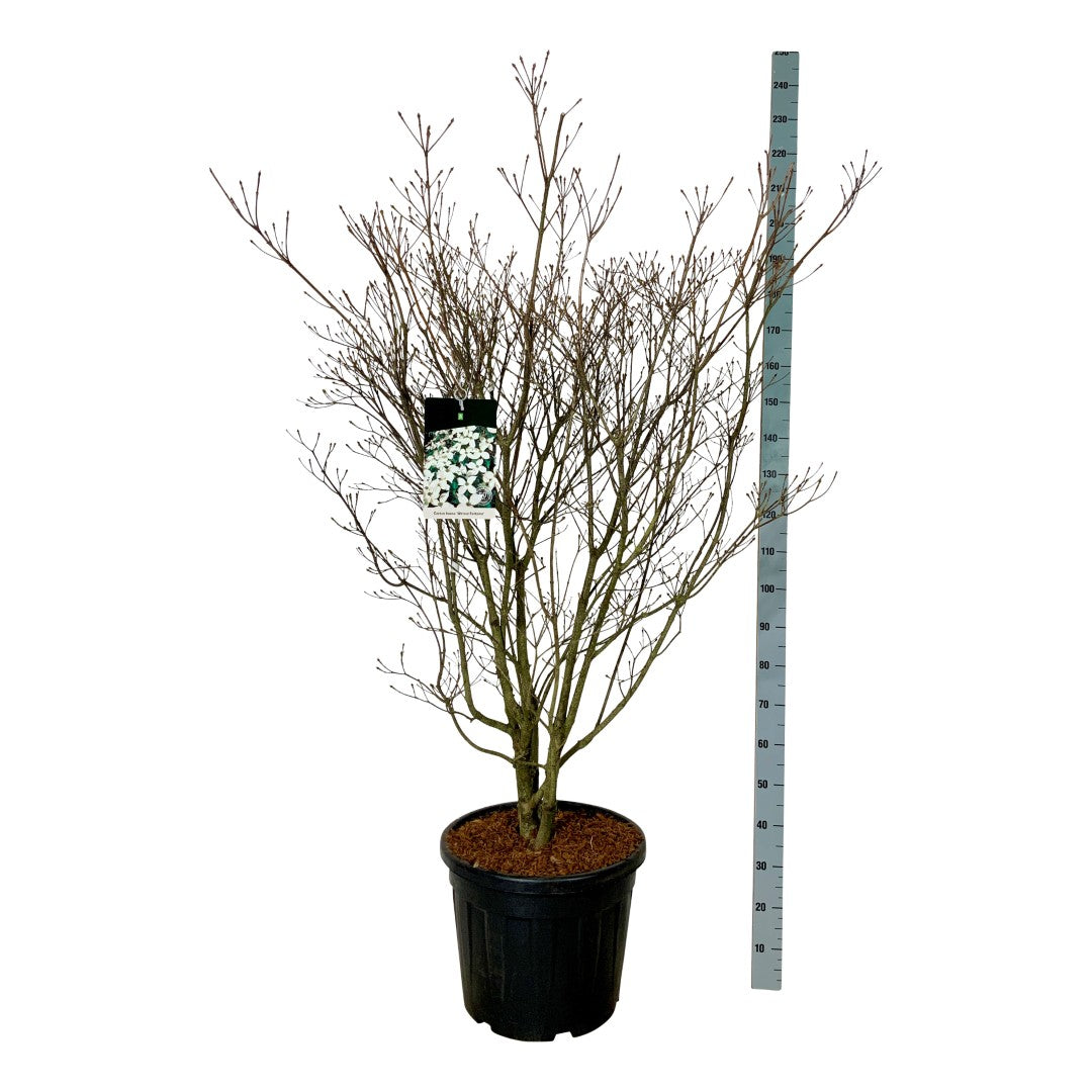 Cornus kousa &