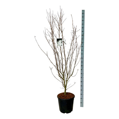 Cornus kousa &
