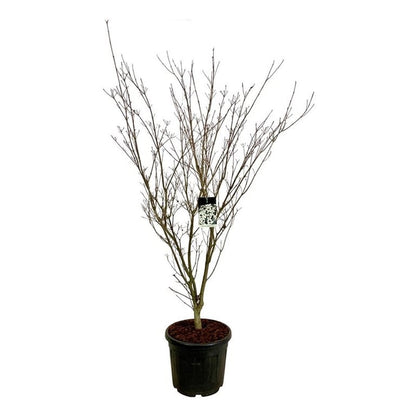 Cornus kousa &