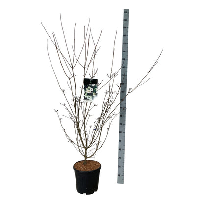 Cornus kousa &