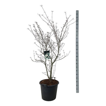 Cornus kousa &