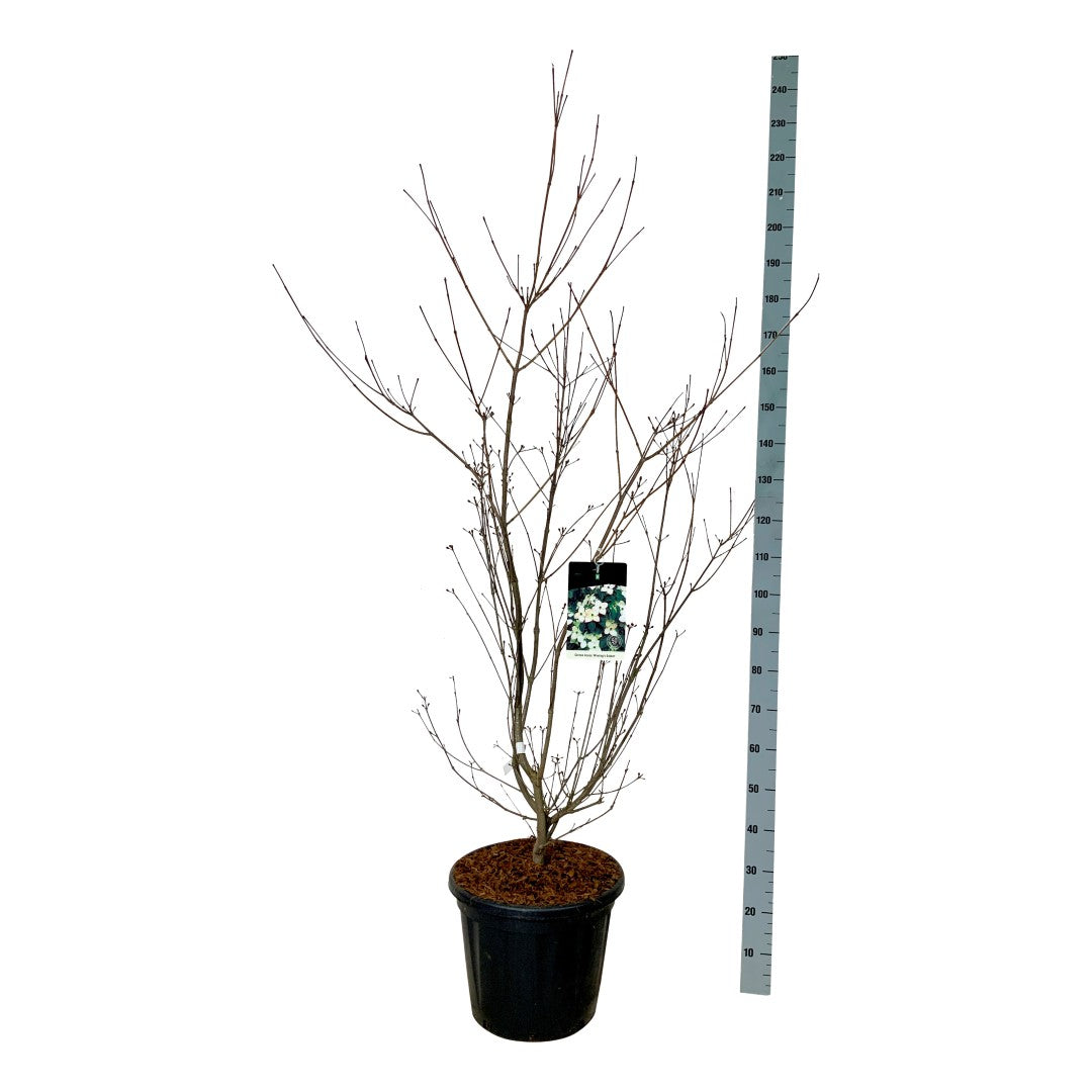 Cornus kousa &