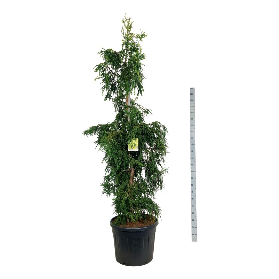 Cryptomeria j. &