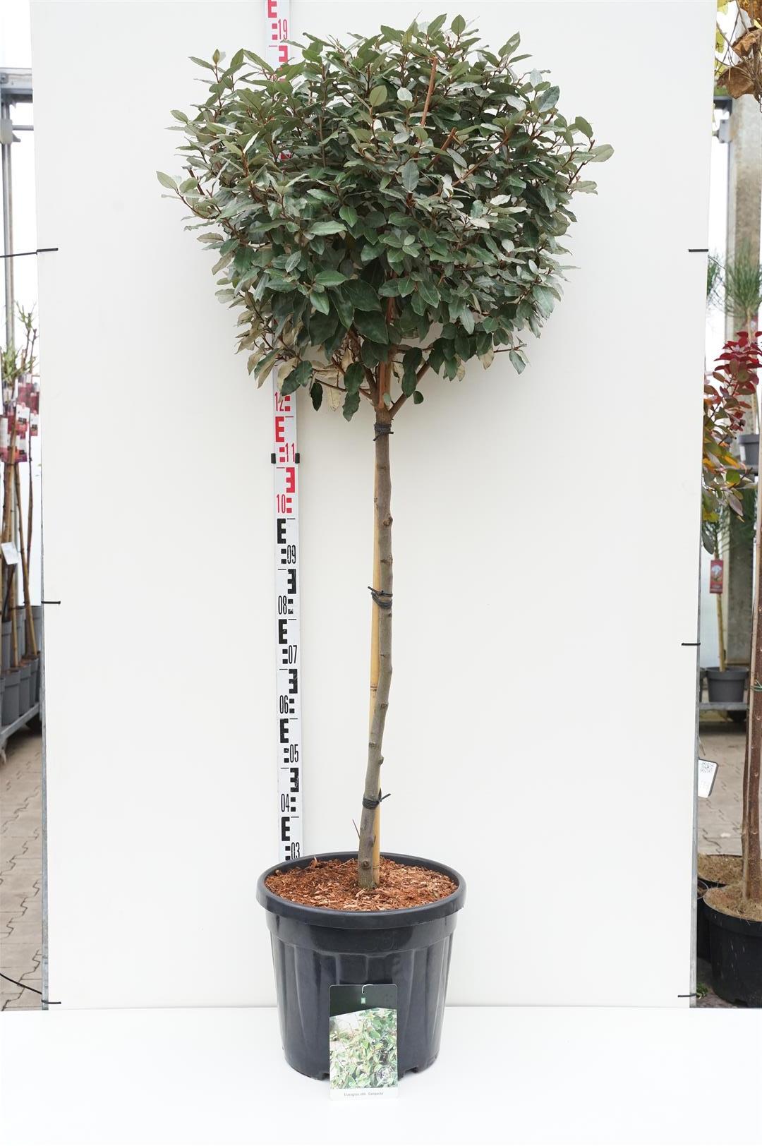 Elaeagnus ebb. &