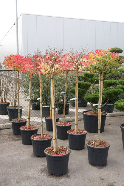 Euonymus alatus &