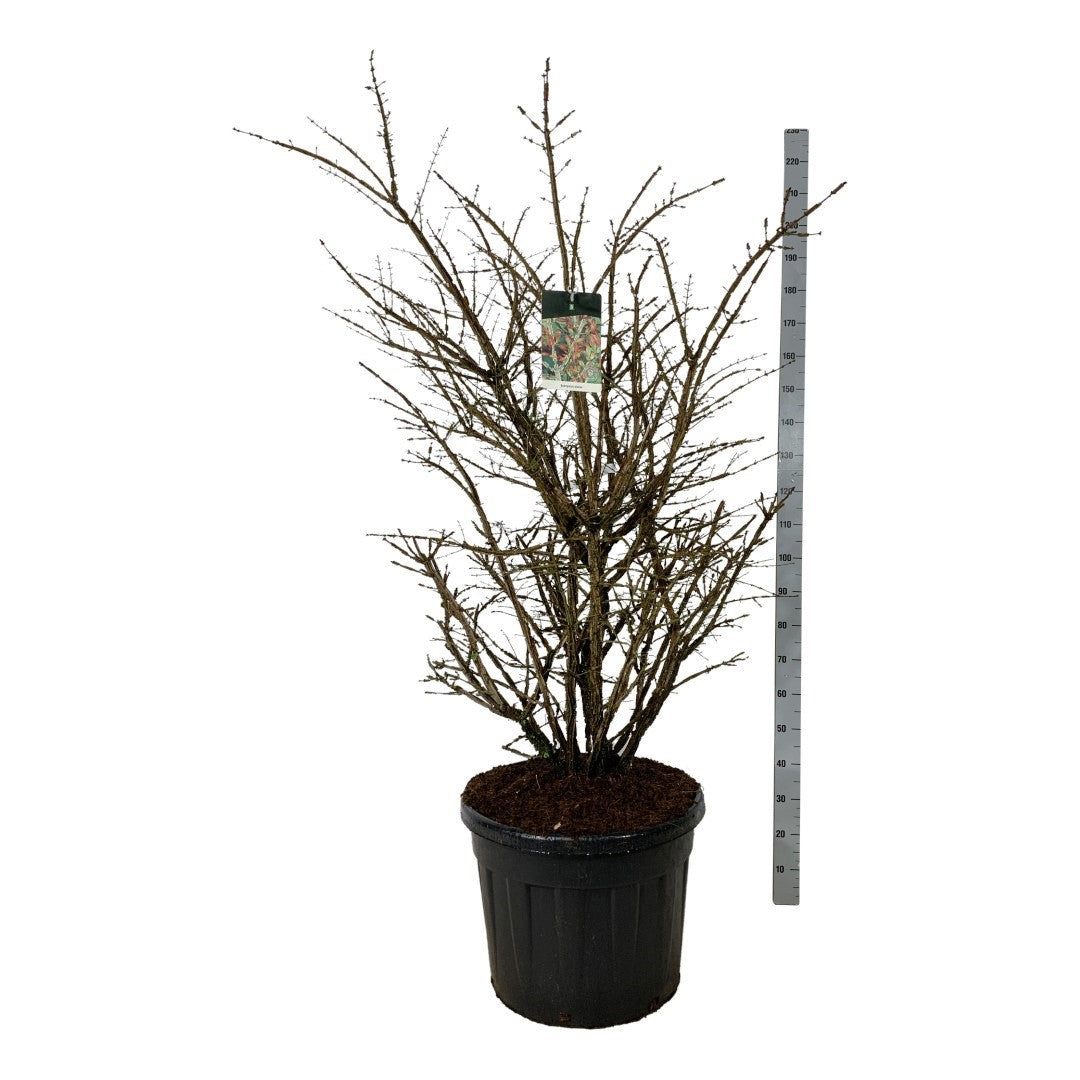Benved alatus - C90 125-150 CM EXTRA