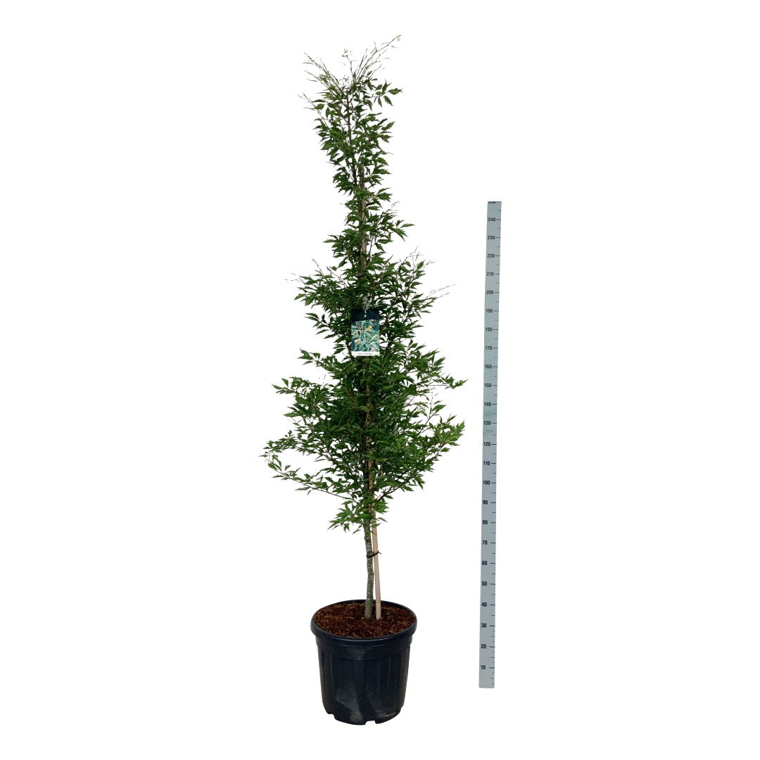Fagus sylvatica &