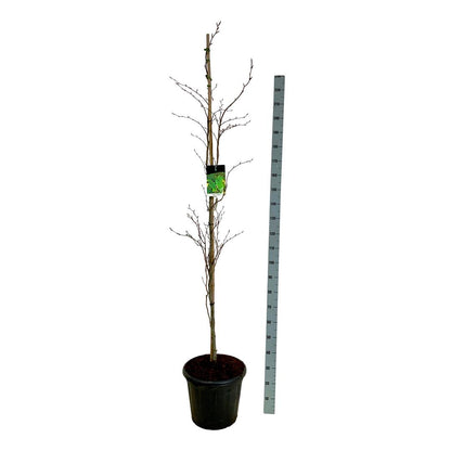 Fagus sylvatica &