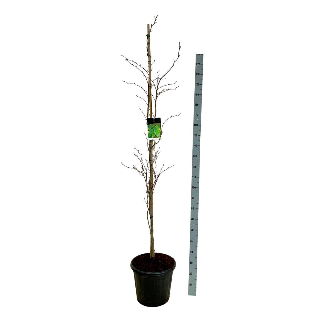 Fagus sylvatica &