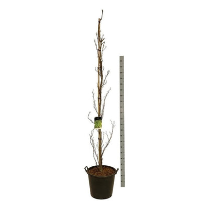 Fagus syl. &