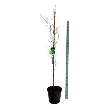 Fagus sylvatica &