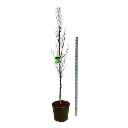 Fagus sylvatica &