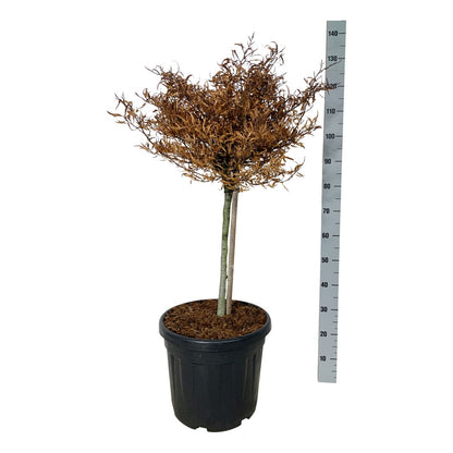 Fagus sylvatica &