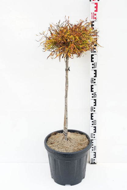 Fagus sylvatica &