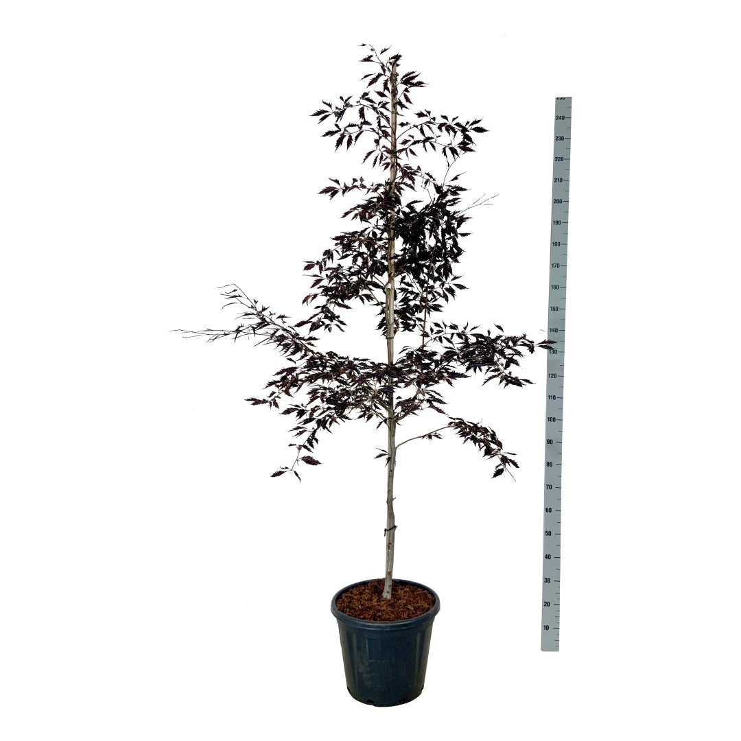 Fagus sylvatica &